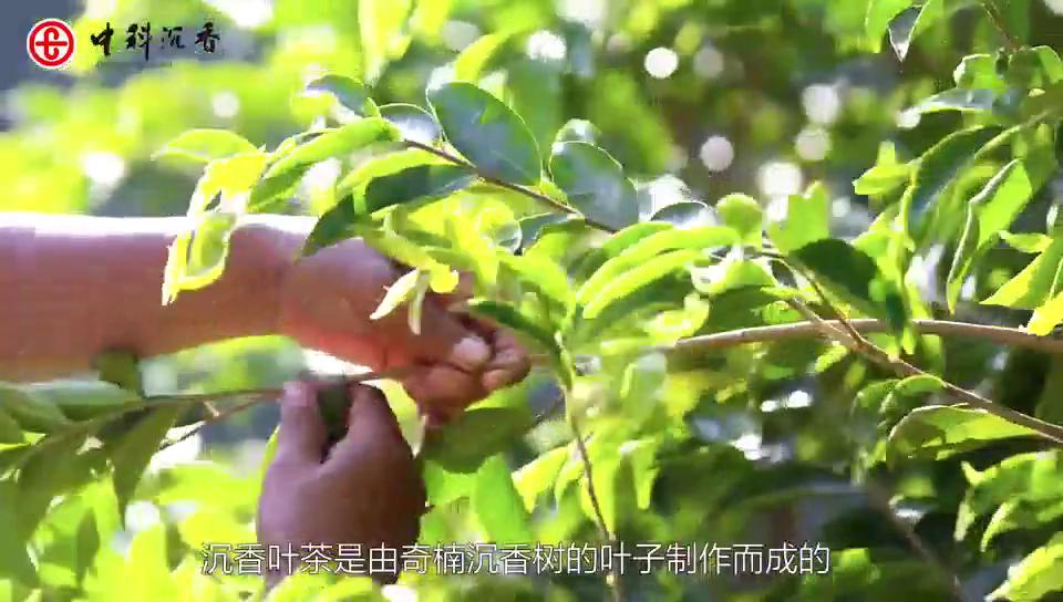 奇楠沉香茶作用,奇楠沉香茶提神还是助眠
