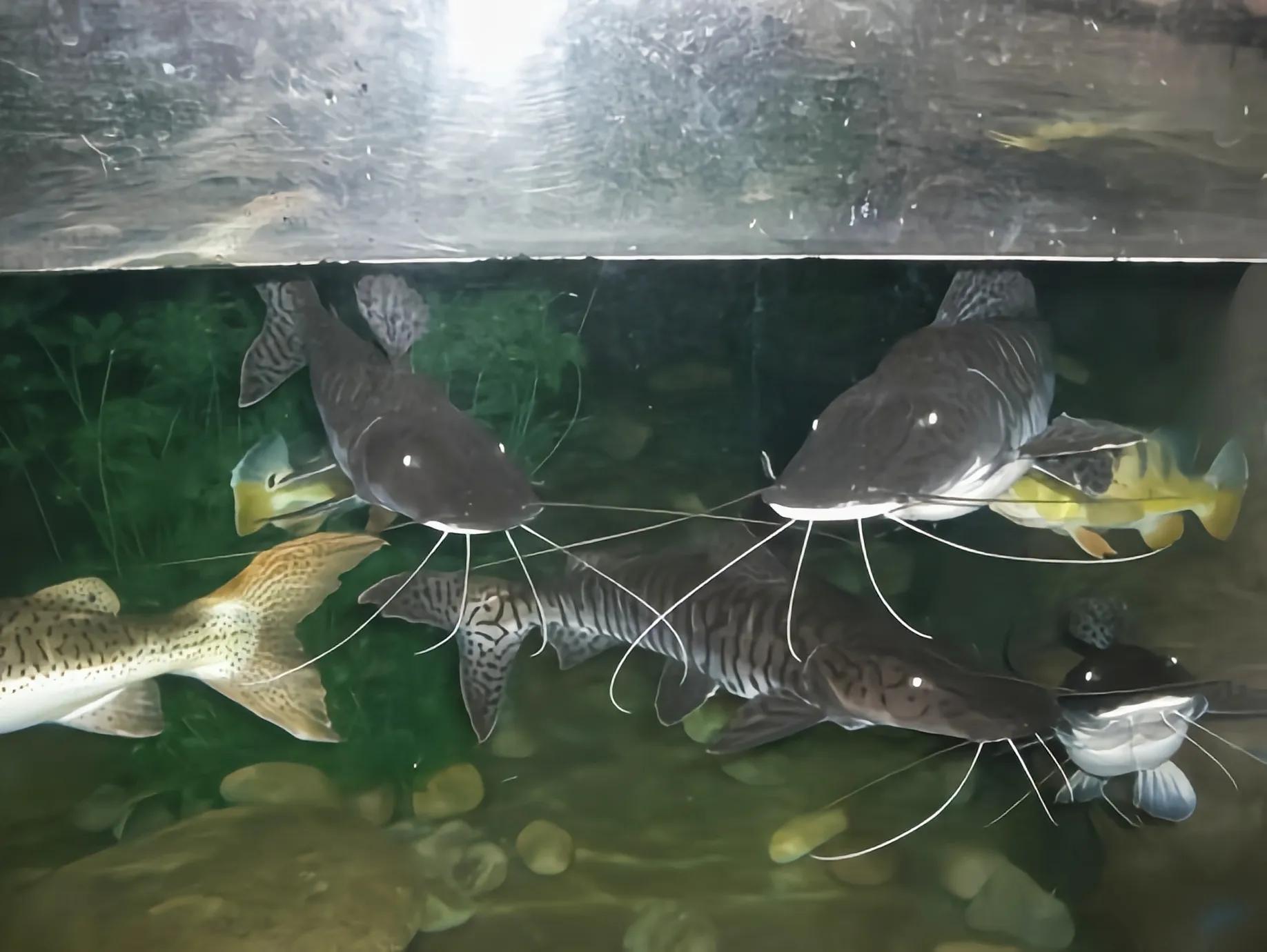 鱼长胡须是怎么回事,为什么有的鱼会长牙齿