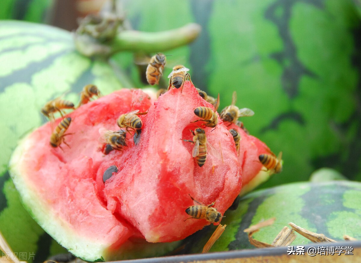 西瓜之乡东明西瓜价格,西瓜之乡宣传