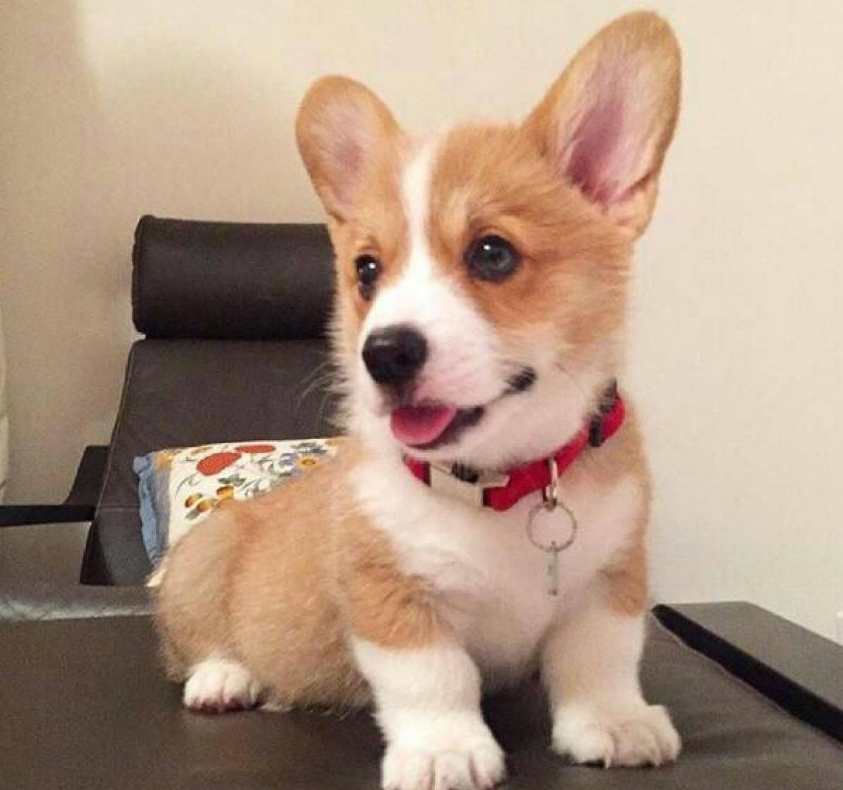 狗狗眼睛总是流眼泪是怎么回事儿?看完之后就明白该怎么做了