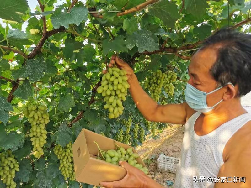 千年葡萄酒图片欣赏,河北怀来葡萄图片