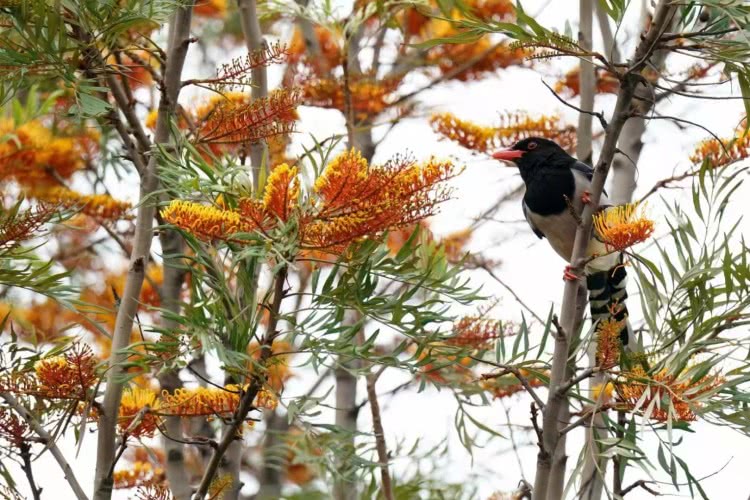 赏城中美景，品厦门味道。城市中心C位酒店，毗邻植物园、中山路
