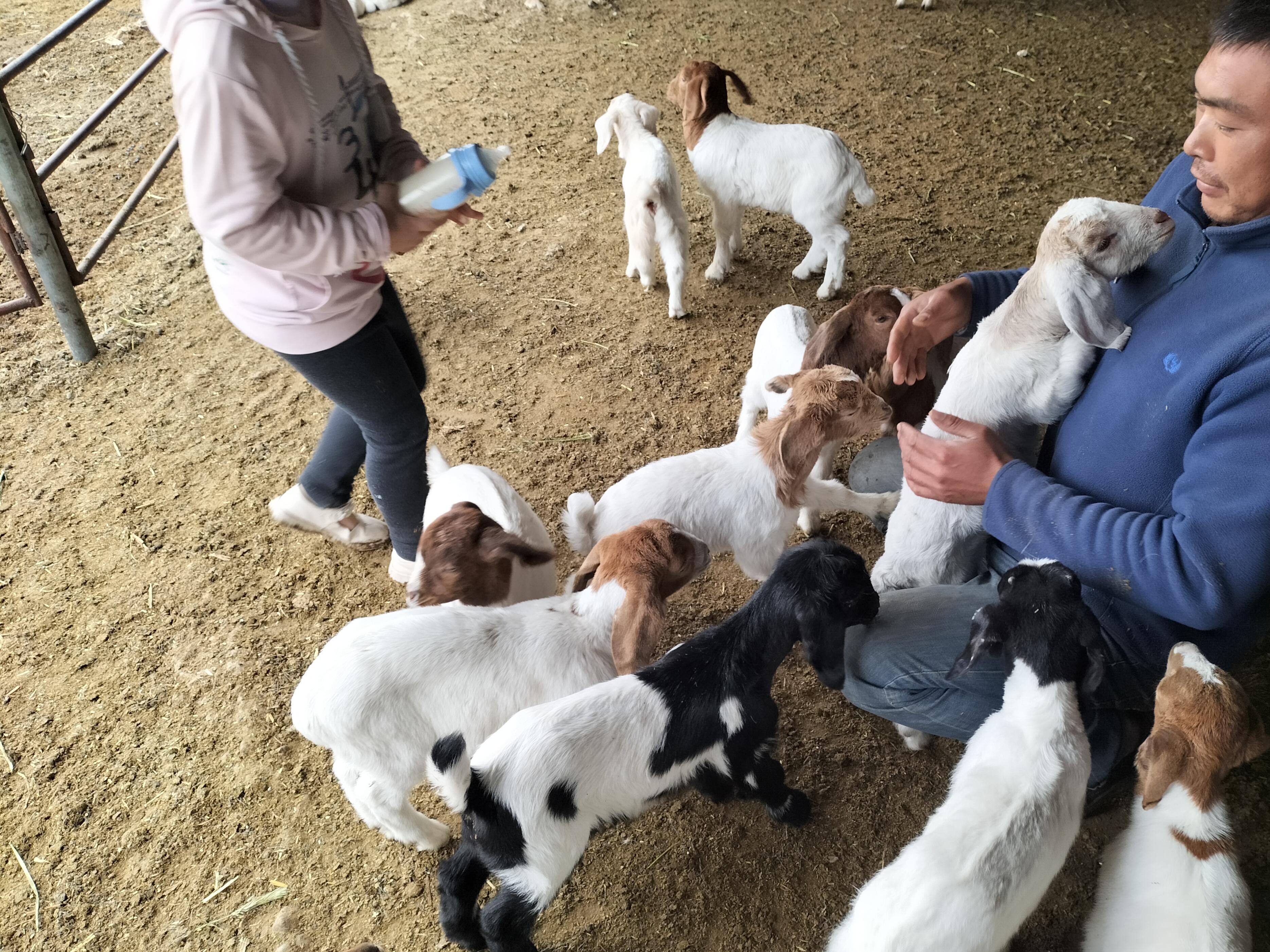 小羊羔一次喂多少毫升奶粉,初生小羊羔一天喂多少克奶粉
