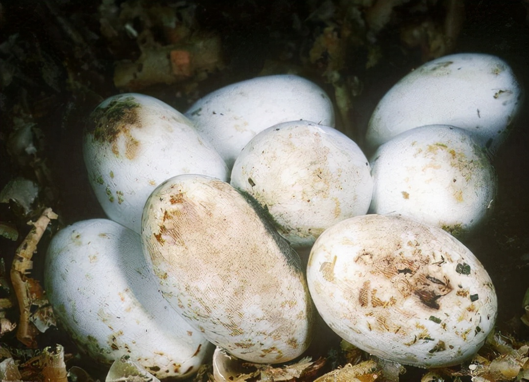 虎斑游蛇鸡冠蛇毒性大吗,十堰最近发现的鸡冠蛇