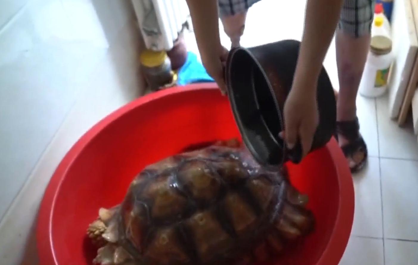 男子在臭水沟捡到一只乌龟,男子在河边捡到两只大乌龟