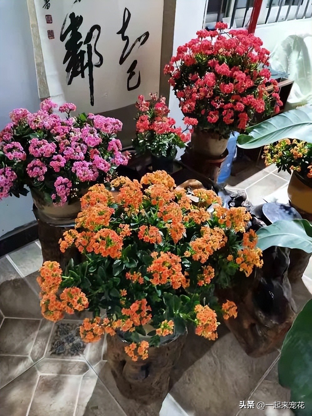 冬天养长寿花怎么才能保暖开花,冬天养长寿花几个小窍门