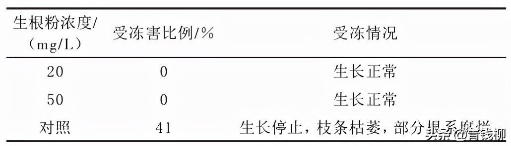 牡丹倒春寒如何防冻,牡丹防冻