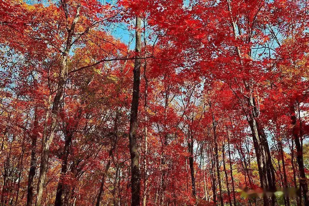 江上渔者朗诵,江上渔翁