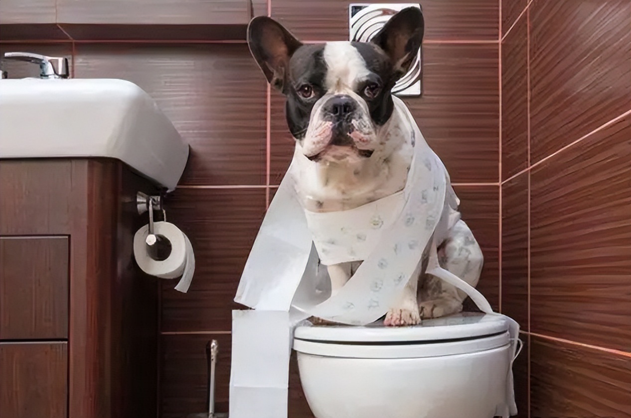 狗狗不会站怎么教,狗狗不会躺怎么教