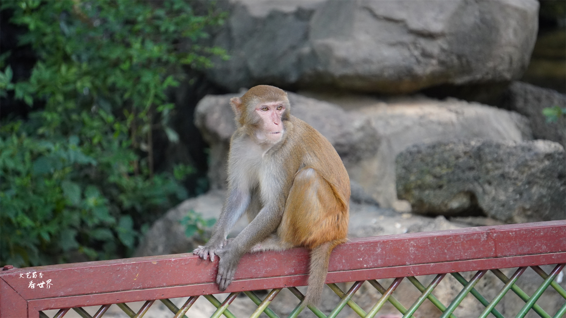 三亚猴岛的猕猴的禁闭室,海南猴岛禁闭室
