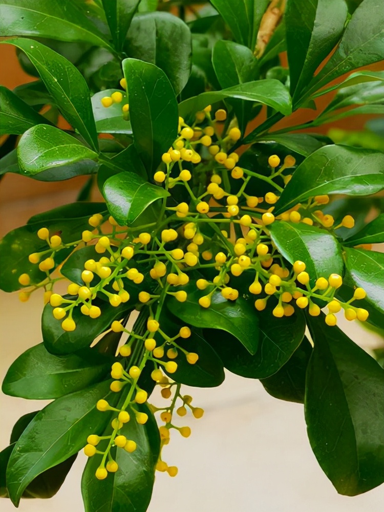 4种花适合新手养漂亮好养,20种坑人的花