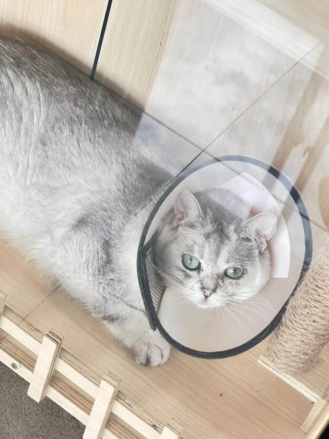 猫角膜溃疡角膜破损的治疗,猫角膜溃烂化脓用什么药