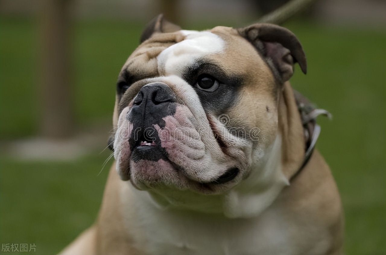 十大名犬喜欢哪只,72种名犬都有哪些