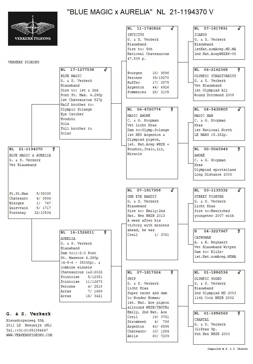 佛科克大名鸽,欧洲赛鸽重大赛事