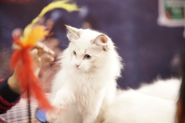 十大适合家养猫咪优缺点,最适合养的十大猫咪