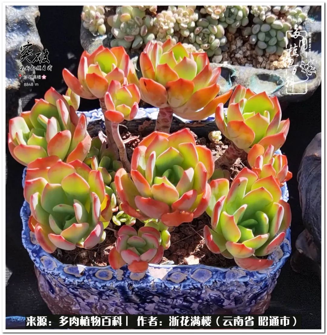 奔跑吧跑步,奔跑吧多肉盆栽