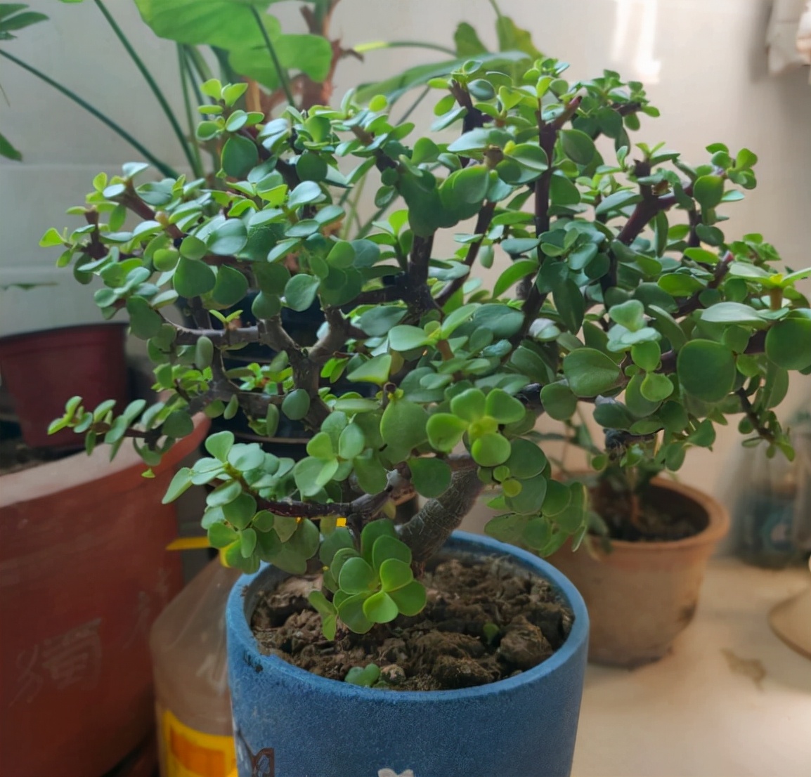 养什么花老桩值钱,这些花养成老桩就值钱了