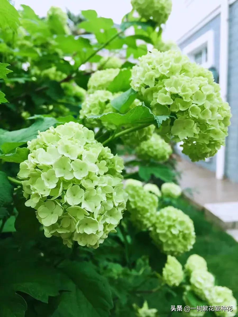 绣球花和球兰花,哪个品种的绣球花球大