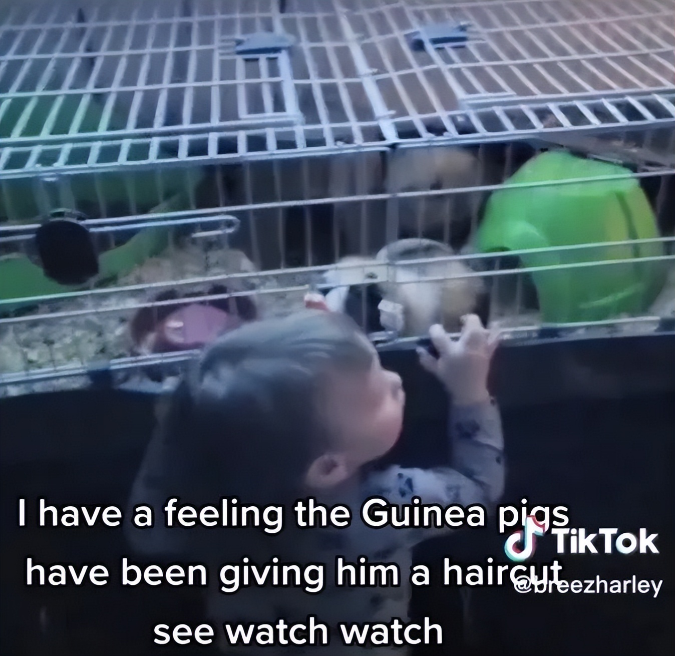 加拿大妈妈发现儿子头发莫名“越留越短”，居然是被家里豚鼠啃得