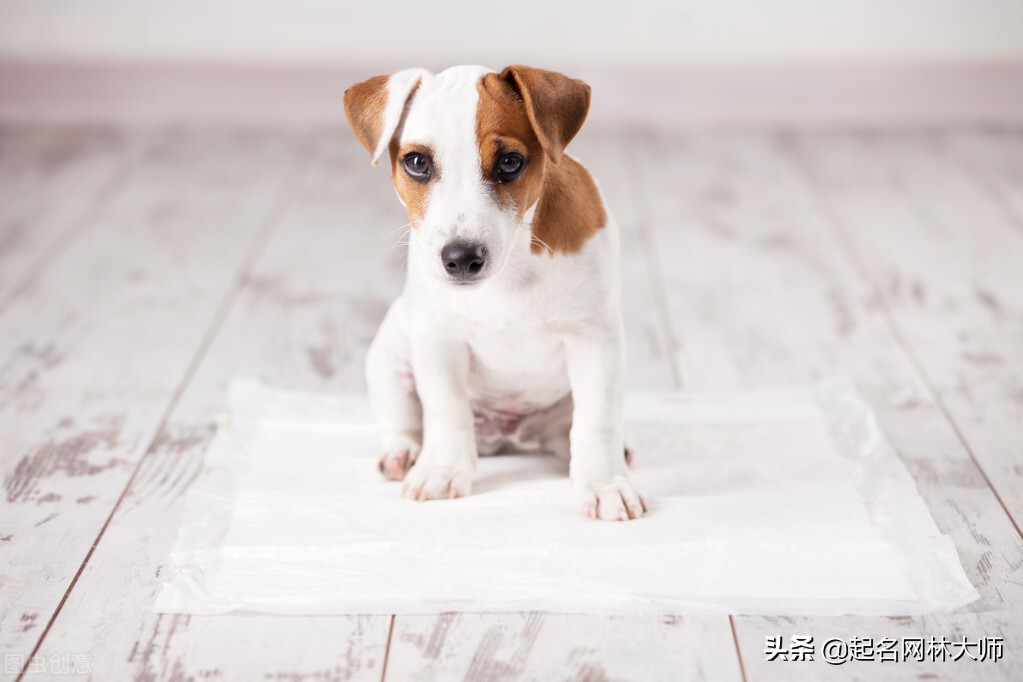 给狗狗起霸气的名字,狗狗霸气又稀有的名字