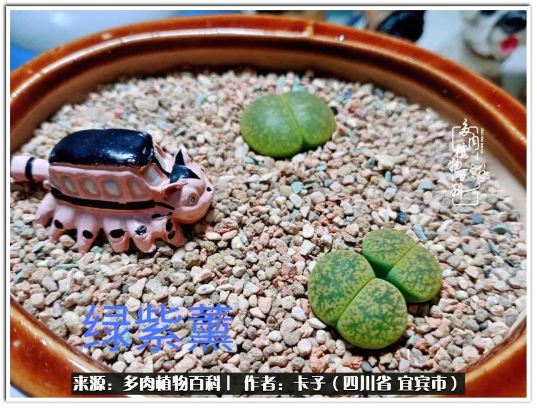 送我一轮明月文案,送我一轮明月