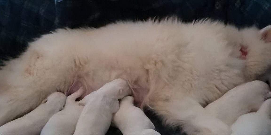 白狗生宝宝主人一直笑,大白狗生了5个小奶狗