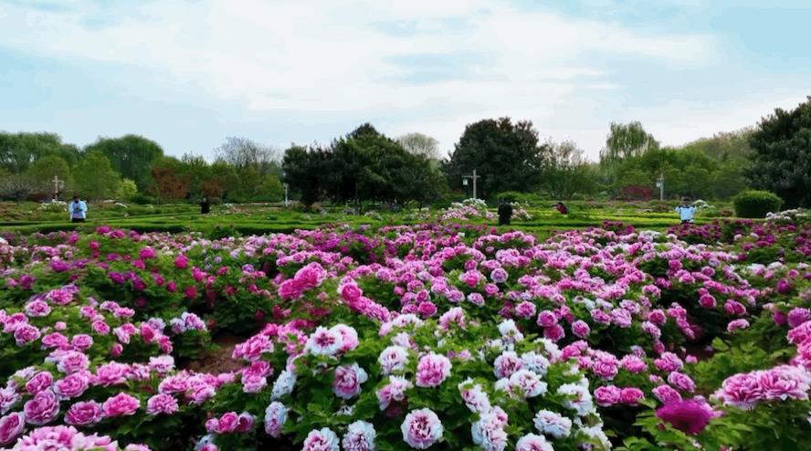 洛阳通关文牒景区打卡,洛阳老城打卡攻略