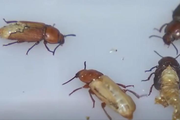 大哥用微波炉烤虫子，年收益高达3000多万元，他是怎么做到的？