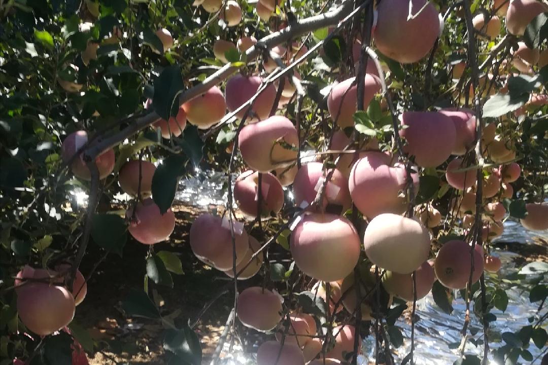 中秋节前后有没有应季苹果,中秋节前成熟的苹果品种有哪些