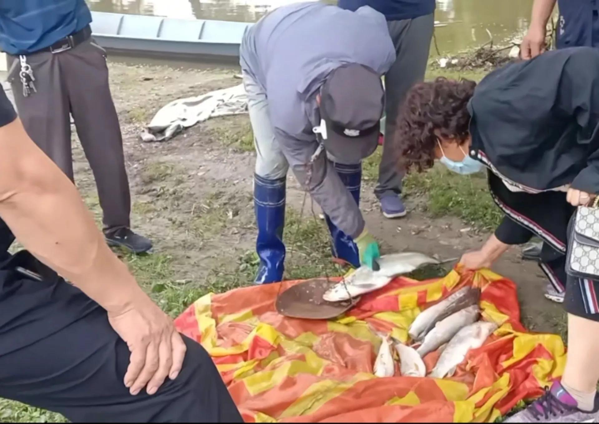 渔民误捕“海猪”果断放生,黑龙江渔民捕获300斤重大鱼放生