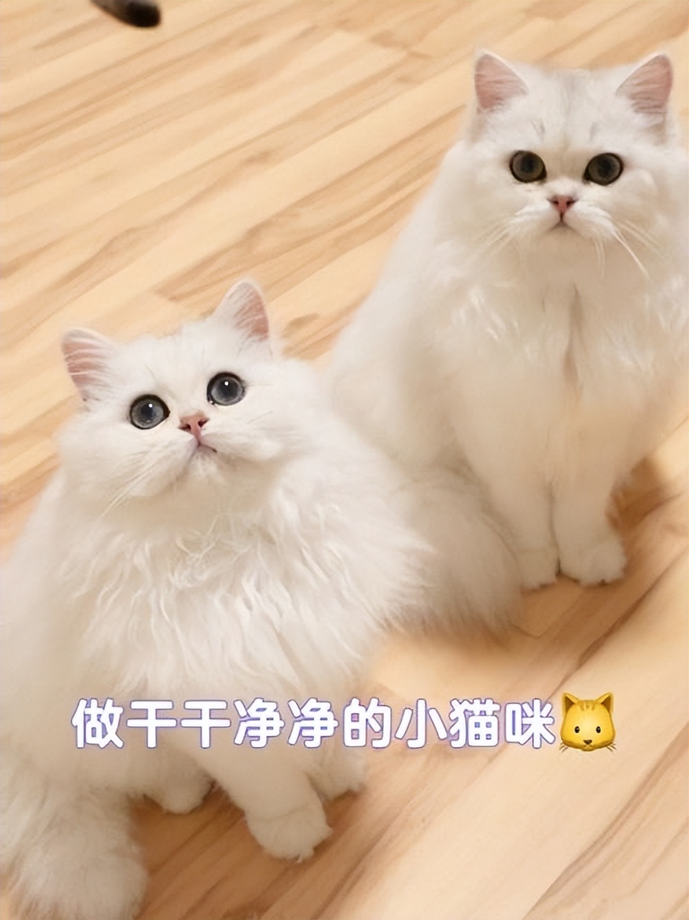 猫拉屎粘底怎么办,猫拉屎粘在尾巴上怎么清理