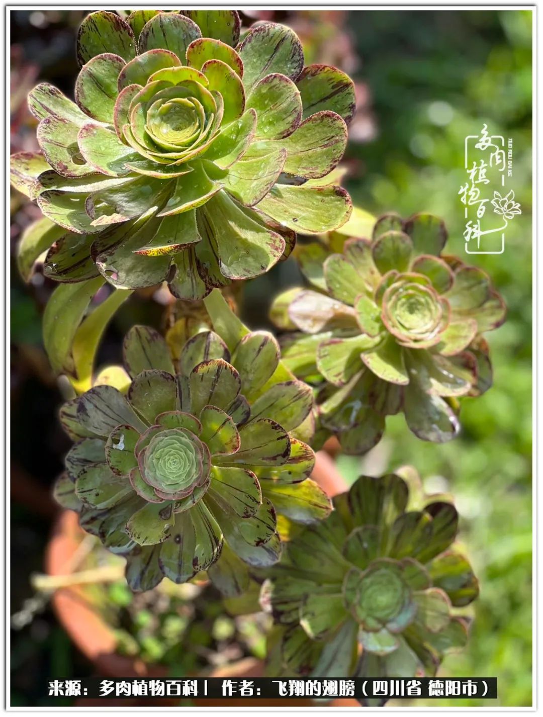 多肉的正确养殖方法冬天怎么养活,多肉怎么养活而且长得快且好看