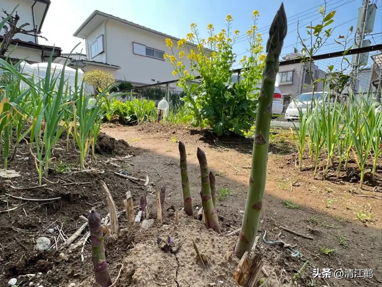 露笋高产吗,莴笋的种植方法和时间