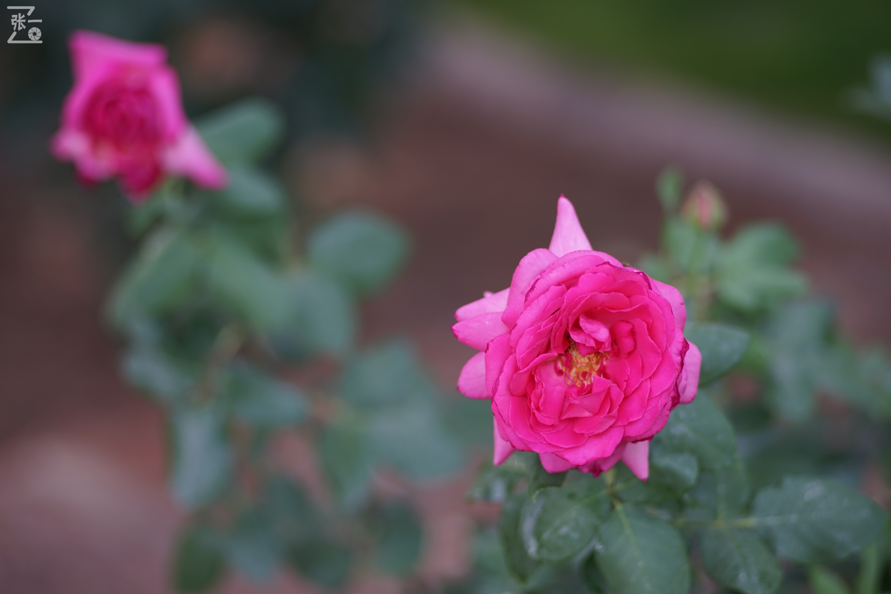 蔡司sonnar50毫米,蔡司sonnar镜头生产年份