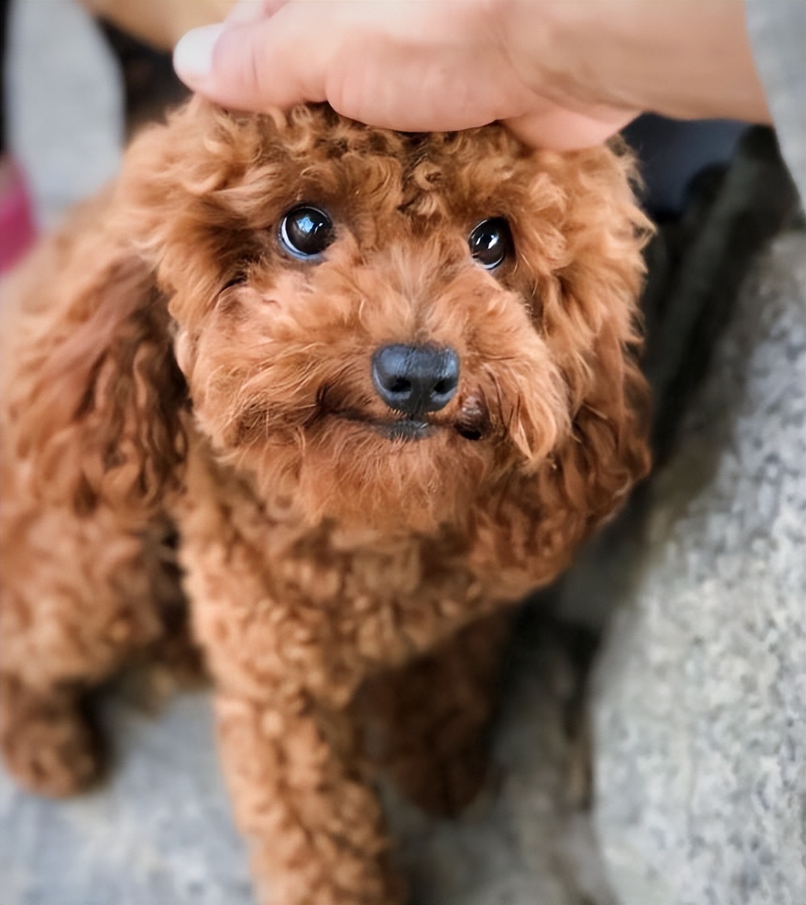 泰迪喜欢干的事,泰迪喜欢主人经常会有这些表现