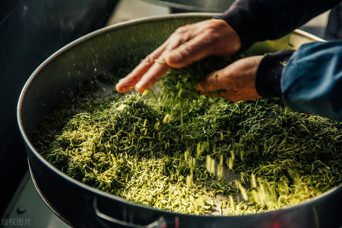 新摘的茶叶怎样加工好看,采摘茶叶需要注意什么细节