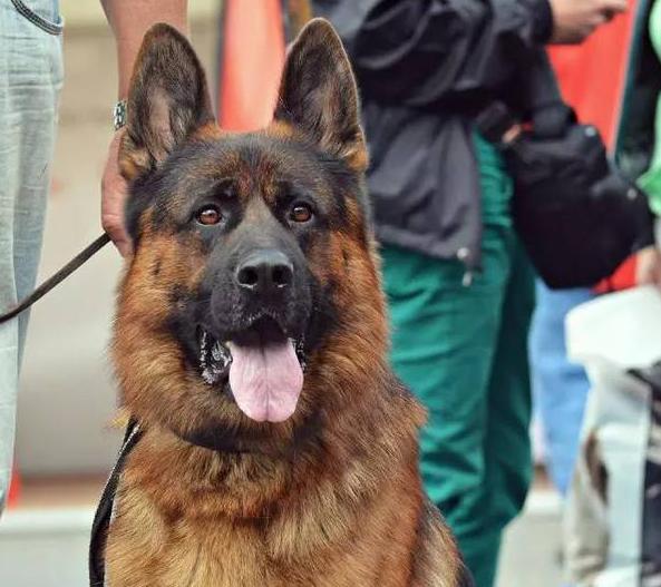 狗界中最通人性的5种狗,狗界最“通人性”的3种狗