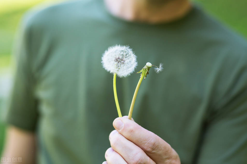 蒲公英治疗脱发和生发吗,蒲公英脱发