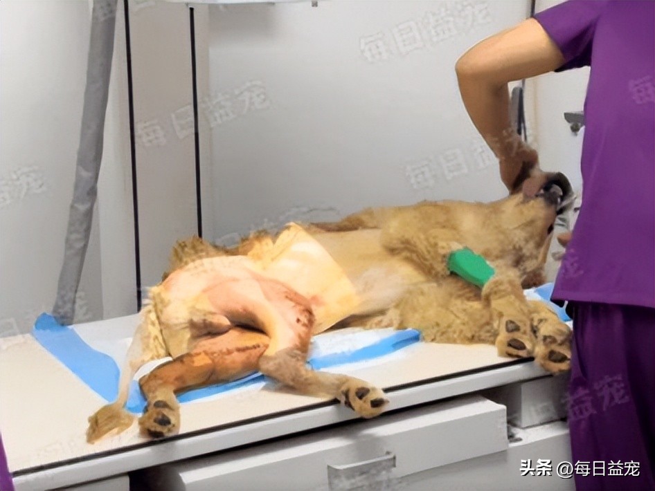 金毛被打断双腿后抛弃，热心小伙心疼狗狗，不惜花重金医治它