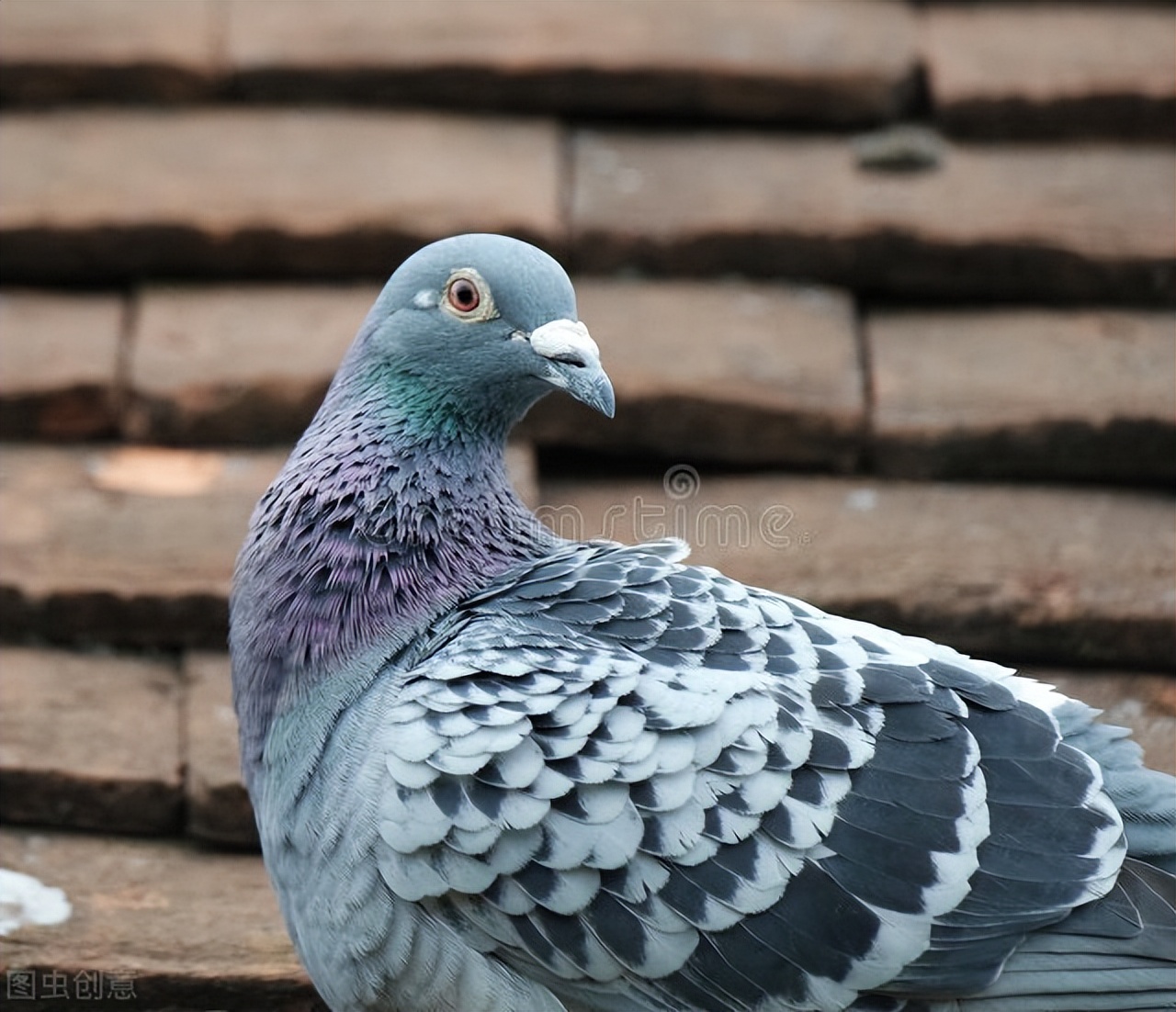 毛滴虫高发的原因你知道吗,治疗毛滴虫用什么软膏