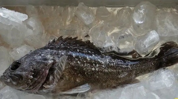 吃被核辐射污染的食物,什么食物可以抵抗核污水的辐射