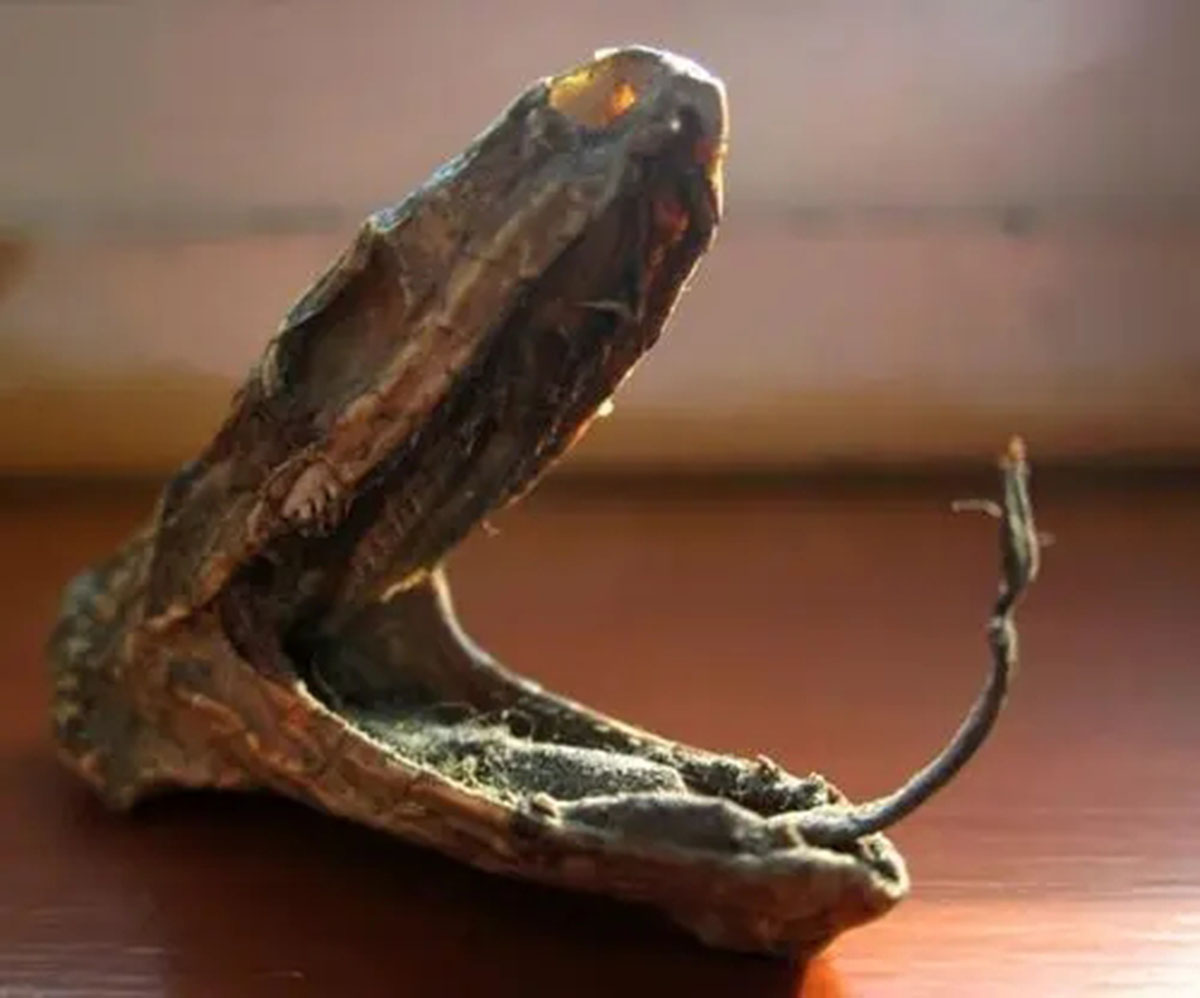 美一男子斩下蛇头,十分钟后险些被蛇头咬死,蛇头为何能僵而不死