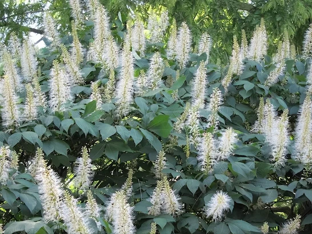 小庭院种植什么灌木好,适合阳台庭院灌木