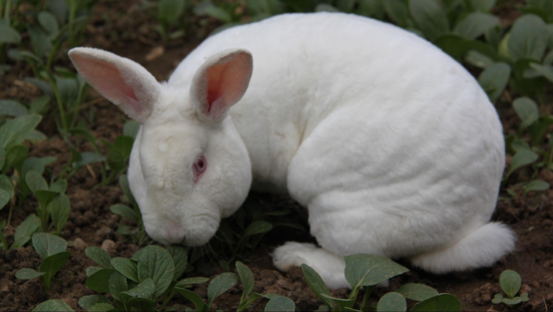 养殖肉兔都有哪些疾病,养兔的疾病治疗费用多少钱