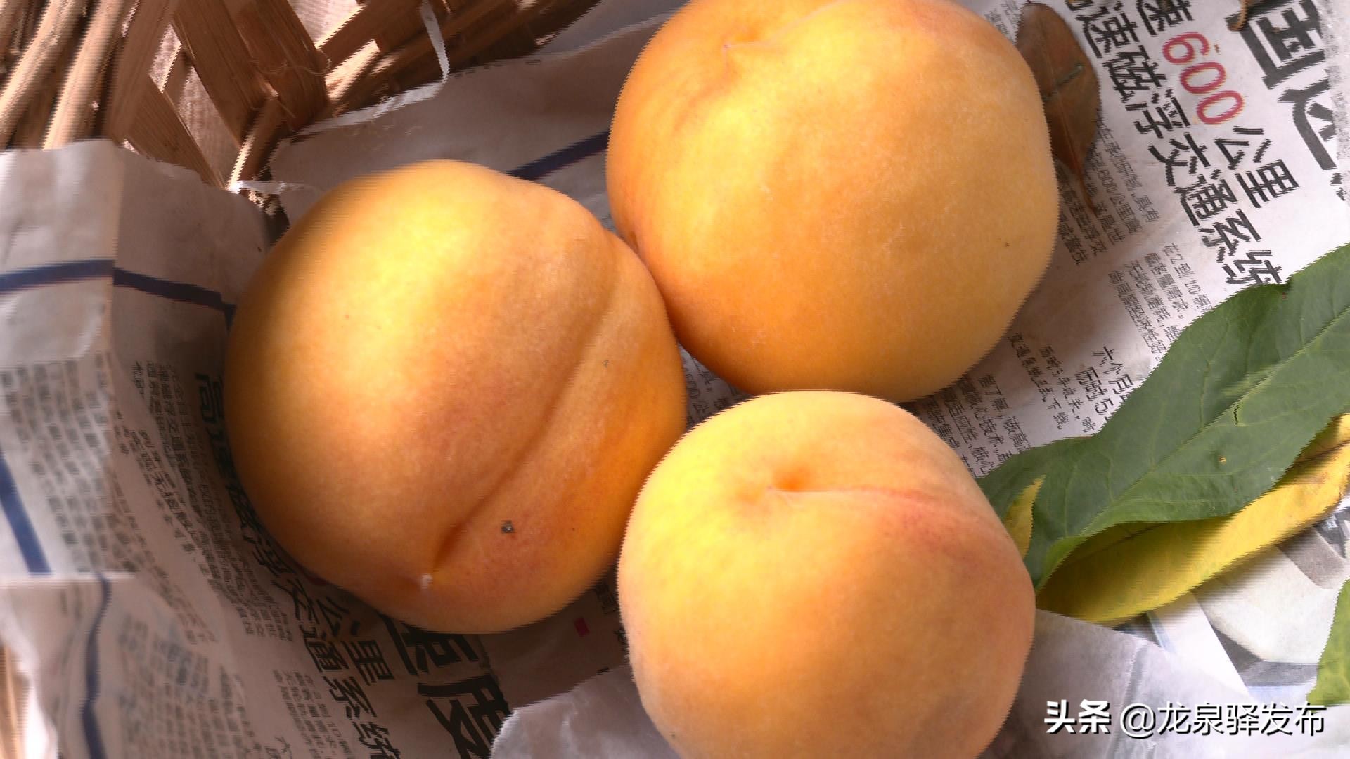 浙江早黄玉黄桃采摘在哪里,早脆黄桃品种