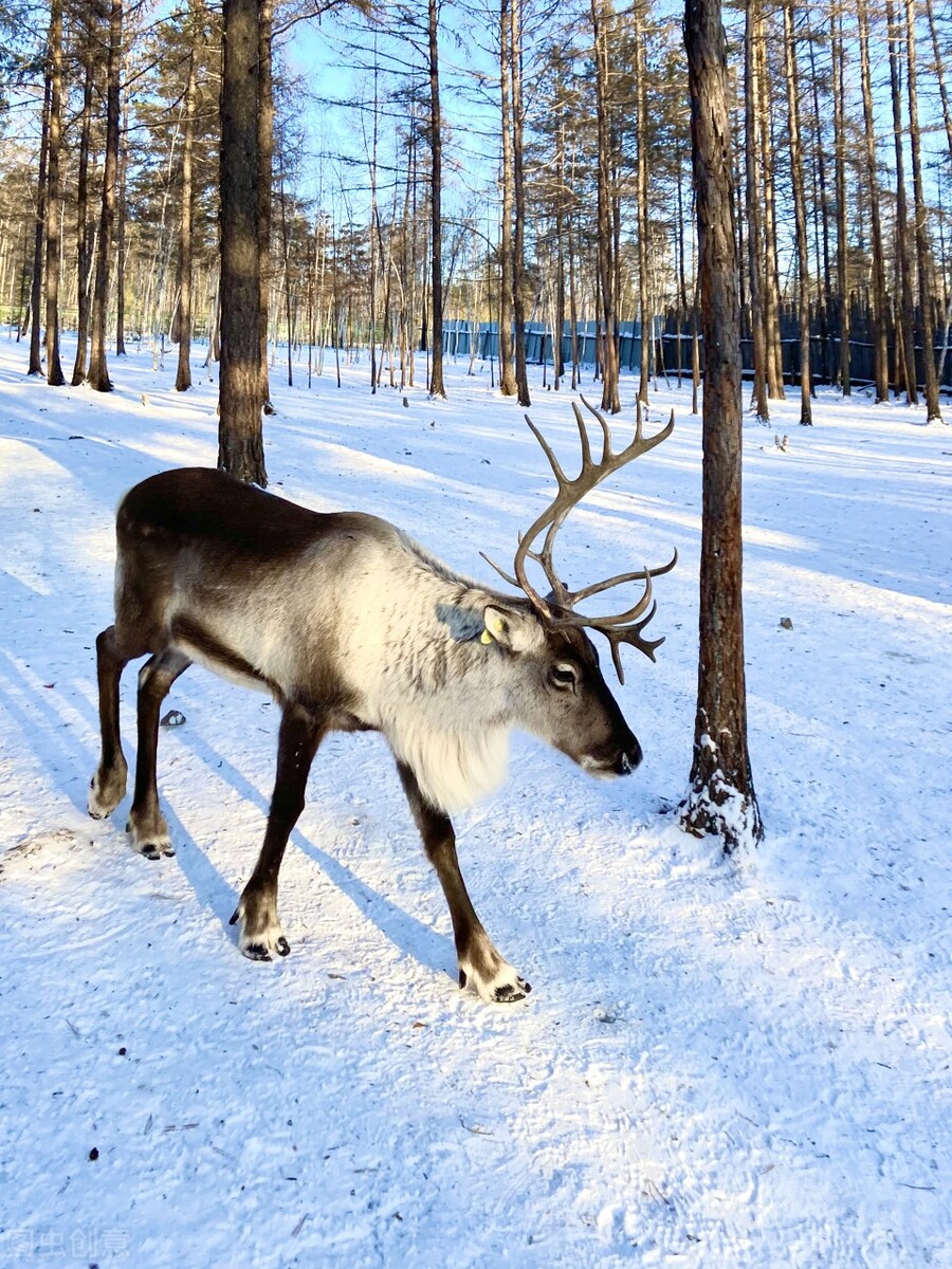 额尔古纳河右岸免费听书,额尔古纳河右岸免费阅读