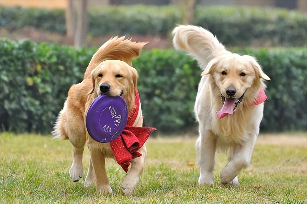 狗狗之间的交流方式是什么,狗狗是如何跟人交流的