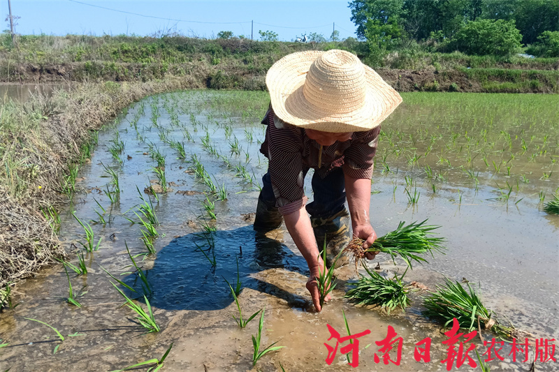 罗山农兴农机,罗山农机春耕