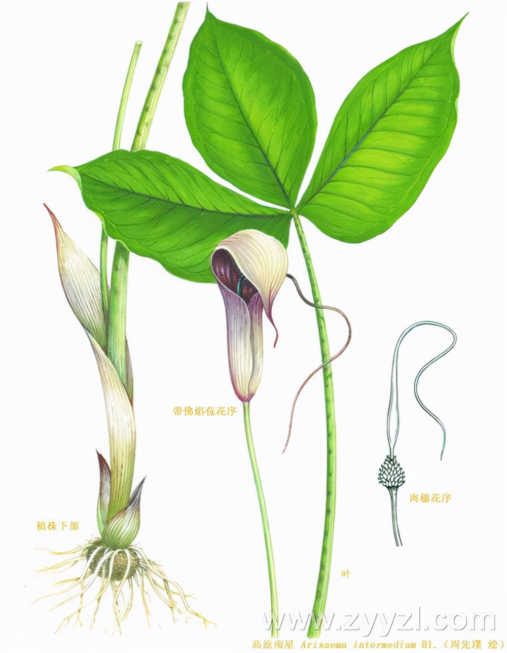 带你识中药,半夏厚朴汤中药