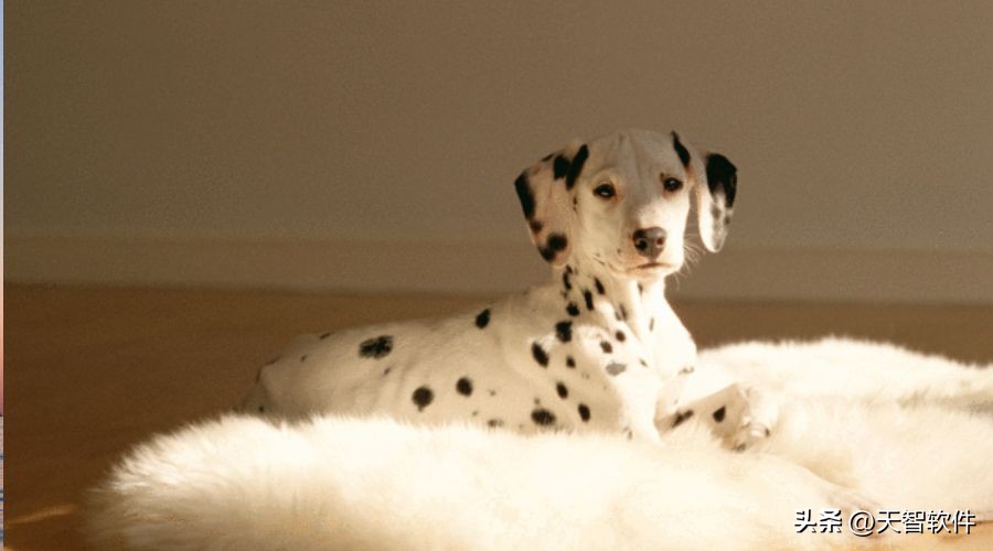 每天了解狗狗,每天了解一种动物紫翅椋鸟